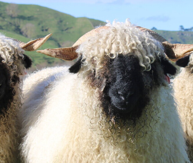 valais blacknose sheep new zealand