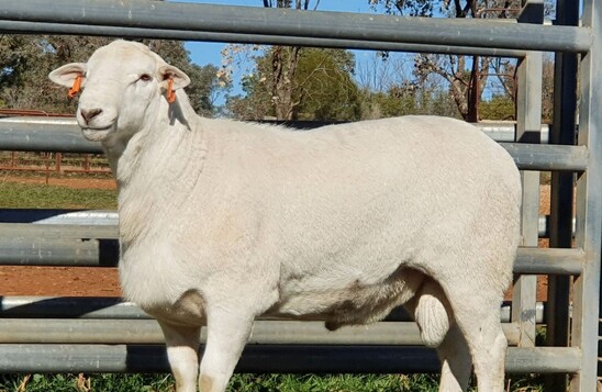 aussie white sheep new zealand majestic sheep breeders