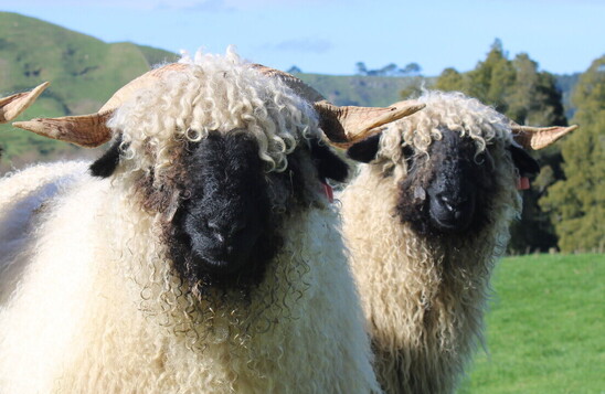 valais blacknose sheep new zealand