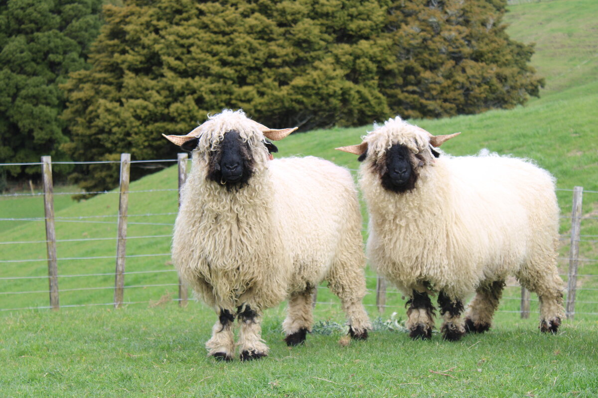 Black Faced Sheep Breeds