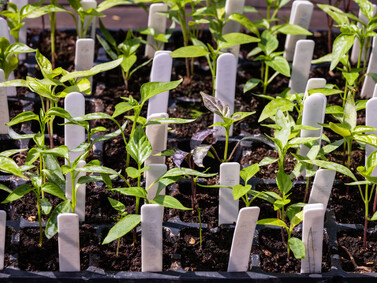 General Nursery Equipment - Aluminium Scoops, Gloves, Plastic Plant & Display labels