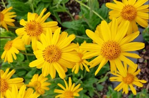 Arnica Cream