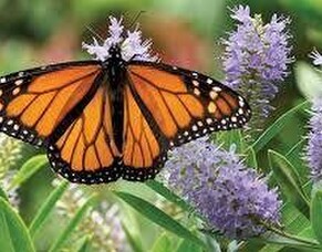 Finding my &#039;Freedom&#039; Wings