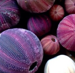 PURPLE - People Eaters Paradise