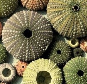 GREENS -  Good Enough to Mow