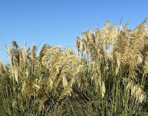 Term 3 Newsletter 2024