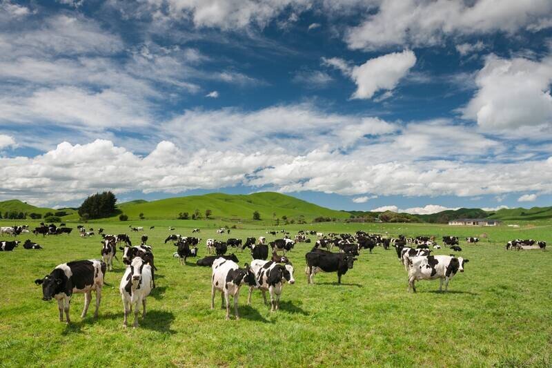 Kaitiakitanga key to Māori milk | Tangata Whenua Social Workers Association