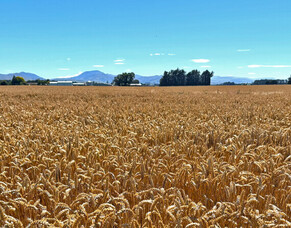 March 2025 Thriving Southland Newsletter