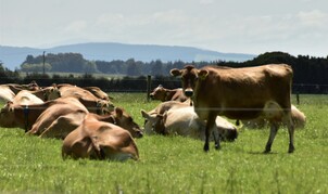 Case Study 4 - Upper Aparima Catchment GroupDairyRolling to flat country 