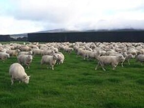 Case Study 3 - Pourakino Catchment GroupSheep + Beef 