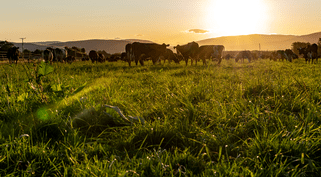 Case Study 5 - Aparima Catchment GroupDairy Low land flats