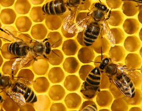 Products of the Hive: Beeswax