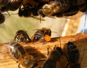 Products of the Hive: Propolis