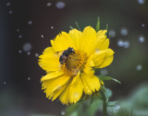 Rain, Rain, Glorious Rain!