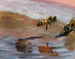 Supply Water for Bees