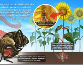 Avoiding Insecticides that Affect Bees!