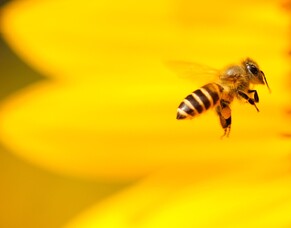 Helping NZ Bees