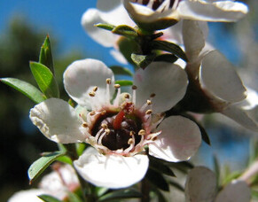 What&#039;s So Special About Manuka Honey??