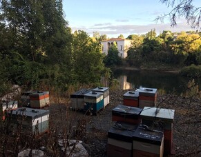 Beehive project gets city buzzing