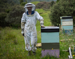 Waikato Farming Lifestyles - Sweeter Than Honey