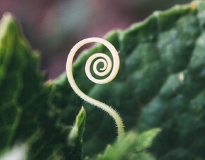 Wellness with Sacred Geometry