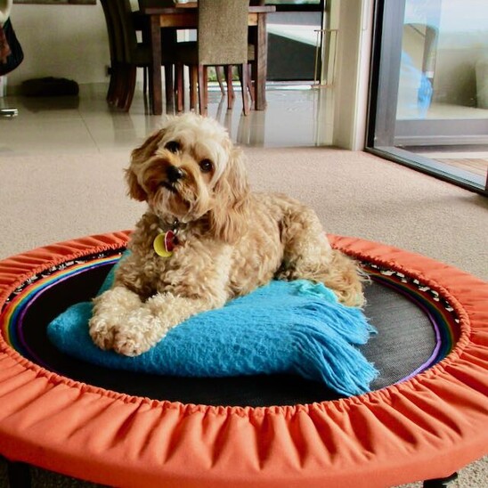 Cute puppy on a XenPod lymphaciser