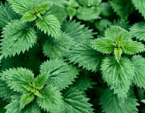 Spring Cleansing: Nettle