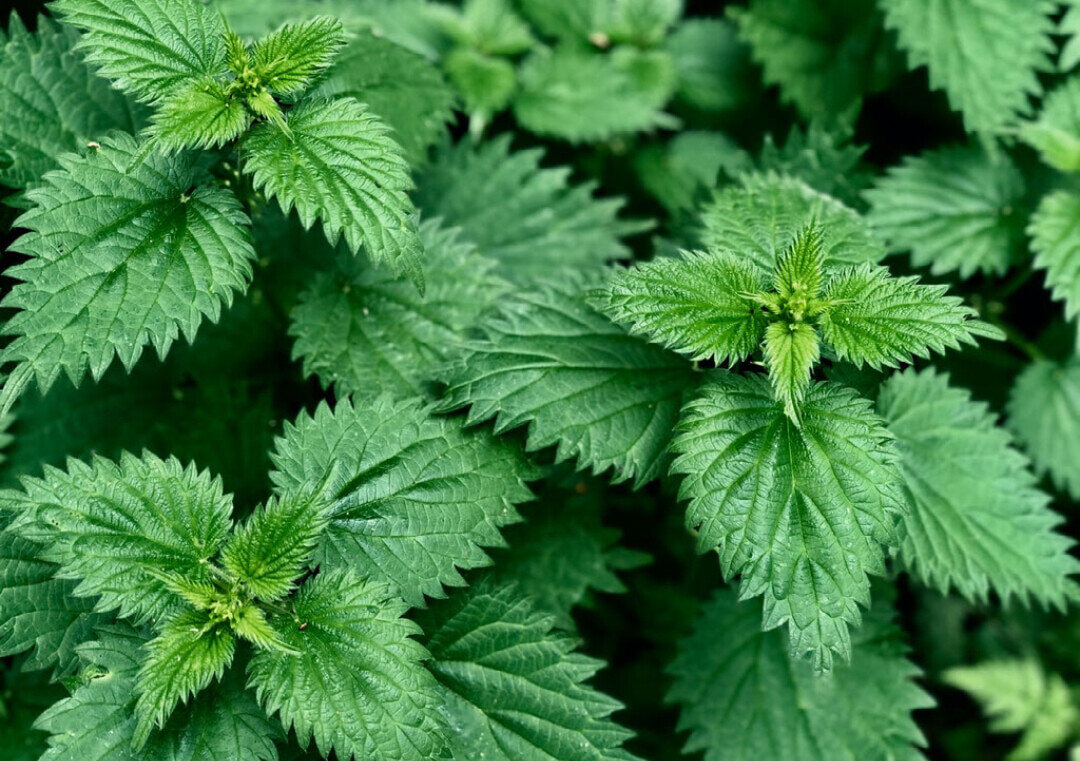 Spring Cleansing: Nettle | The Good Health Room