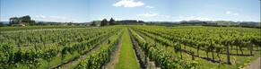 Martinborough in Summertime - The Insiders Guide