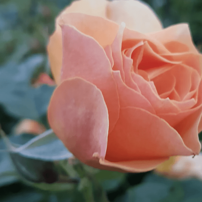 Martinborough Manor Florist