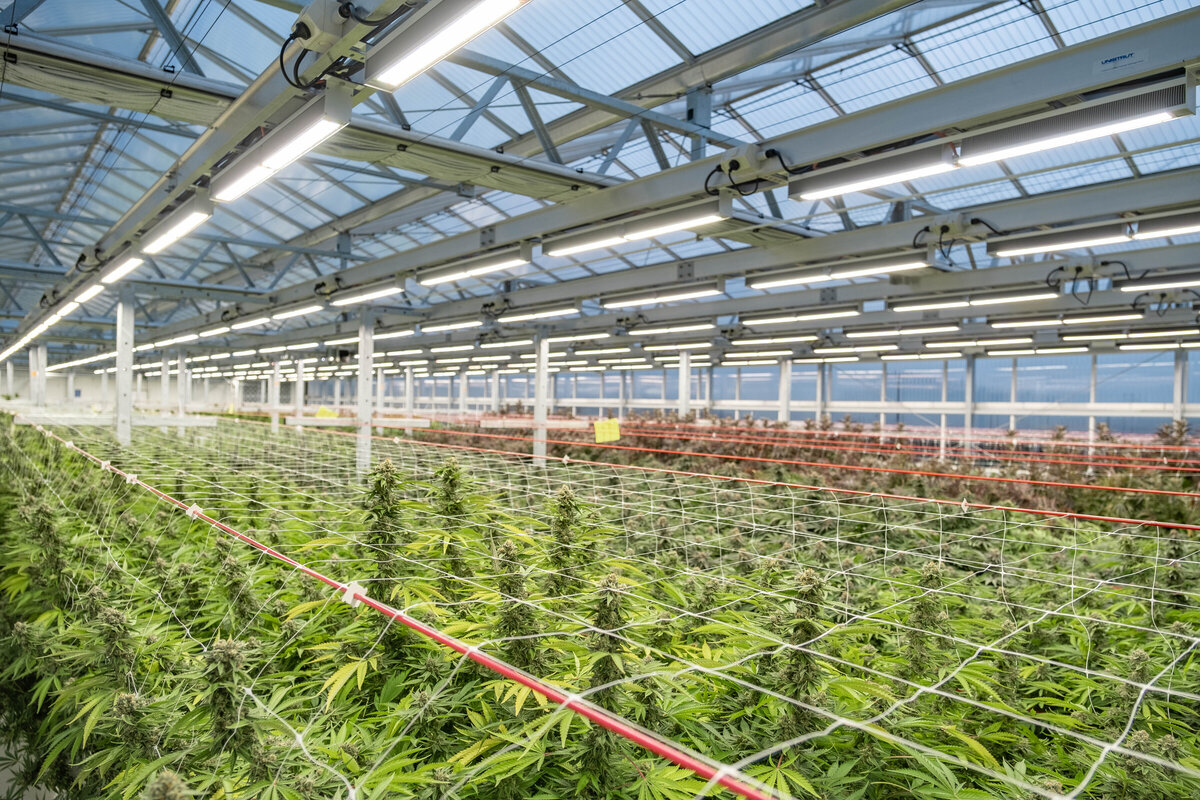 HMC | Cannasouth signs three-year supplier agreement with German-based ...