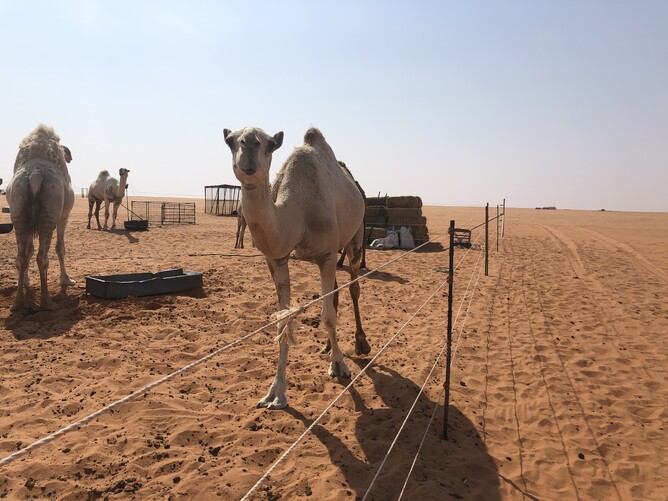 Gallagher fencing technology being used to create temporary holding pens for camels in the desert in Saudi Arabia.