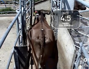 Herd-i launches second capital raise to fuel US entry