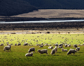Sustainable Land Management in New Zealand