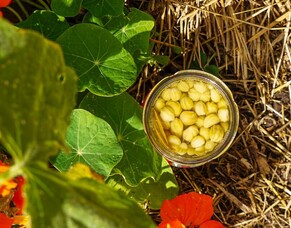 Nasturtium Capers