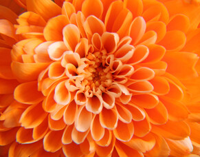 EMPOWER YOURSELF WITH COLOUR: ORANGE