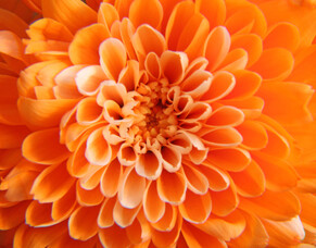 EMPOWER YOURSELF WITH COLOUR: ORANGE