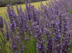 Lavender Plants