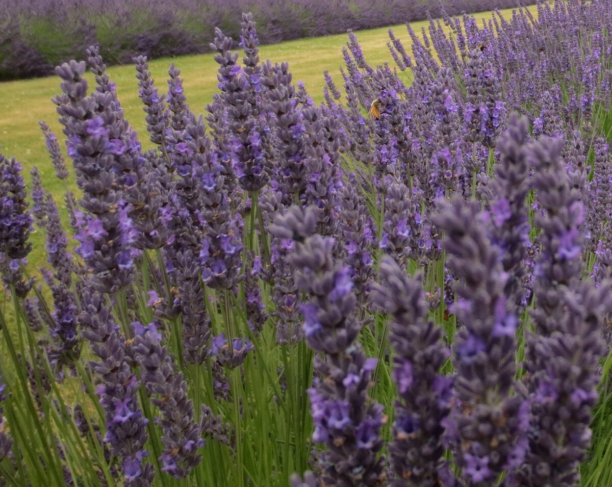 Christchurch Lavender Christchurch Lavender,Lavender Farm