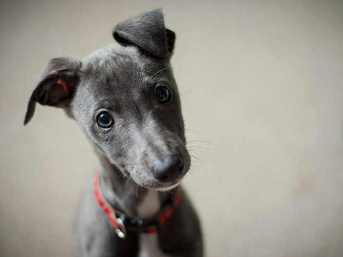 At the Animal Medical Centre, we’re here to help you and your puppy enjoy your time together