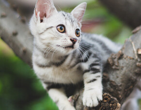 Desexing Your Pet: When, Why &amp; How