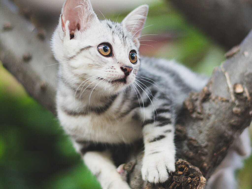 Desexing Your Pet: When, Why & How