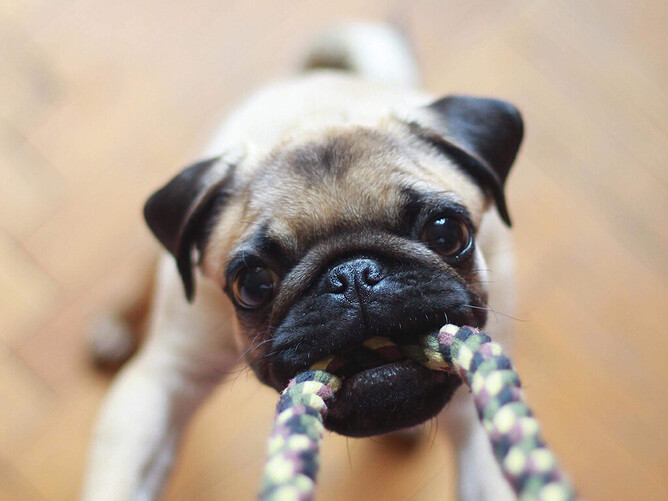 Caring for the Health of Your New Puppy