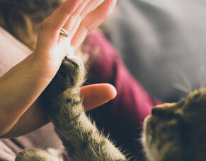 How to reduce nail clipping stress in my pet