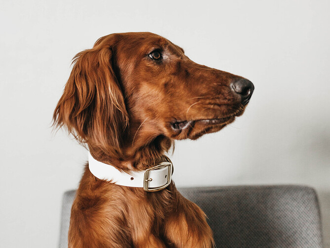 Photo by Camylla Battani on Unsplash