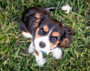 Caring for Your New Puppy