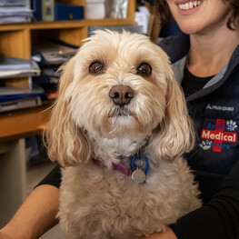 Coco | Animal Medical Centre | Johnsonville Vet