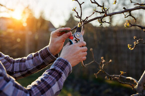 FRUIT TREE PRUNING GUIDE