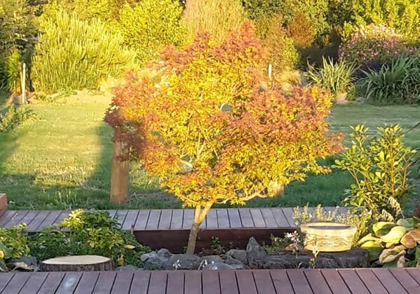 Well-maintained landscaped garden featuring a vibrant ornamental tree in the centre, surrounded by timber decking, decorative rocks, and lush greenery.