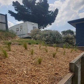 A sloped garden area covered in wood mulch with young grass-like plants spaced evenly throughout. A timber retaining wall supports the slope, with a white caravan and large tree visible in the background.